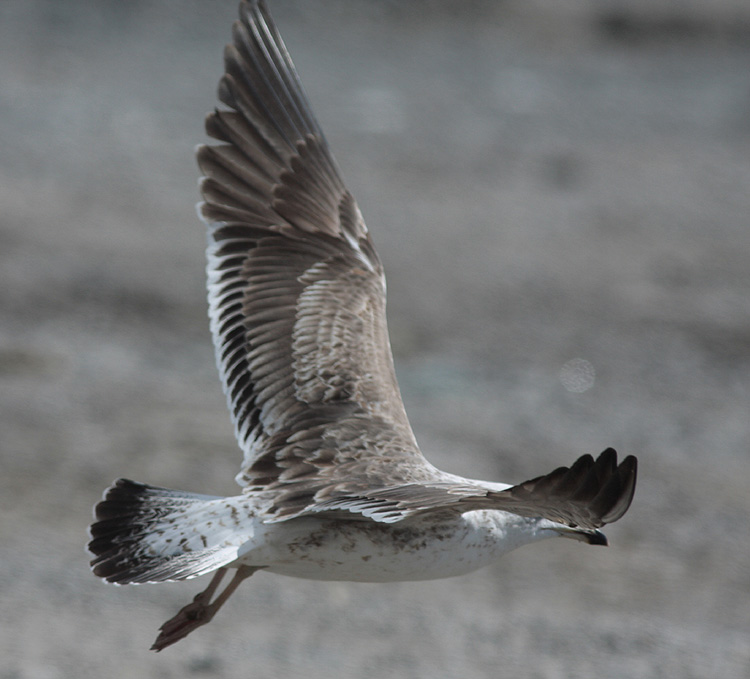 Larus fuscus