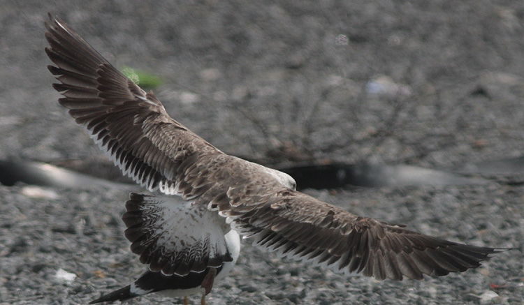 Larus fuscus