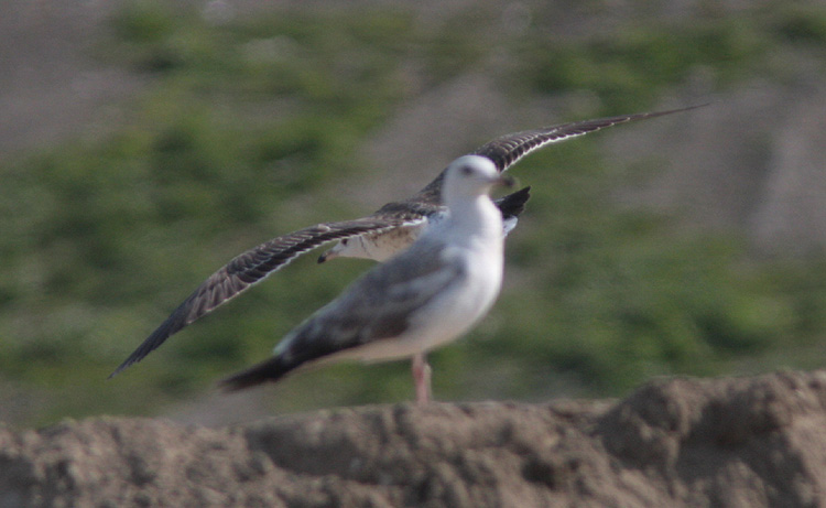 Larus (f.) heuglini