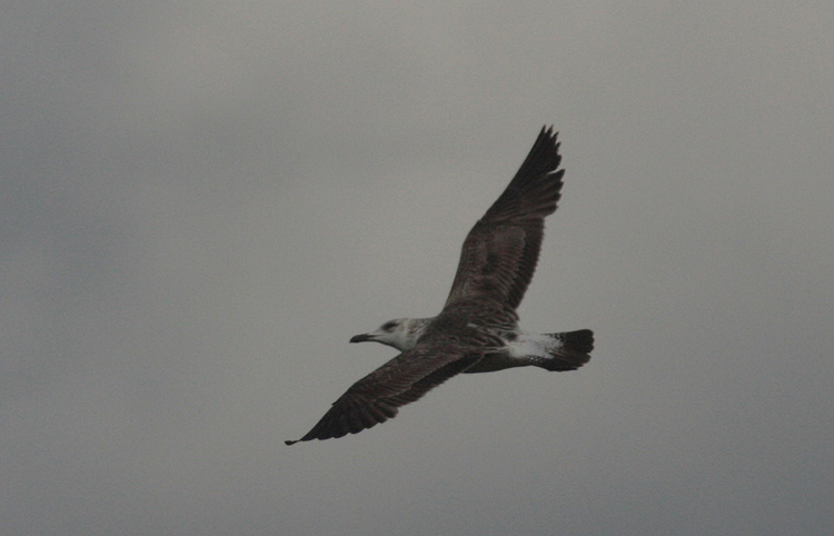 Larus fuscus