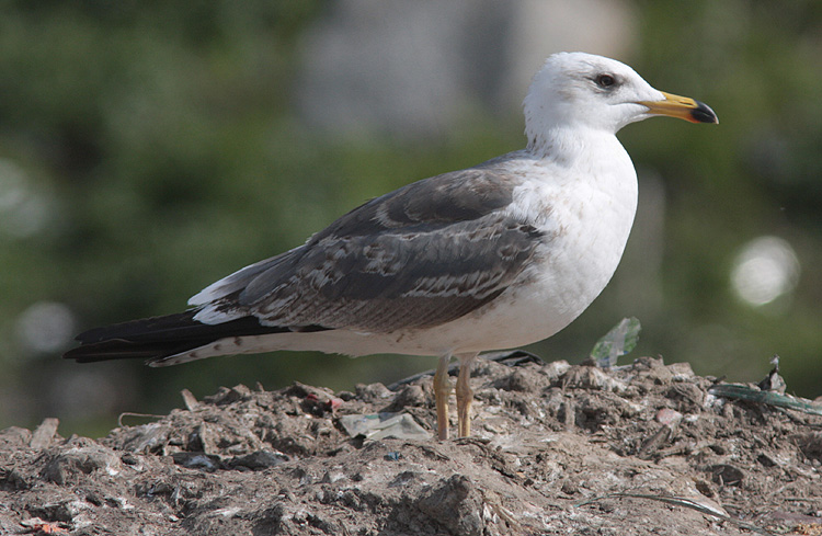 Larus (f.) heuglini