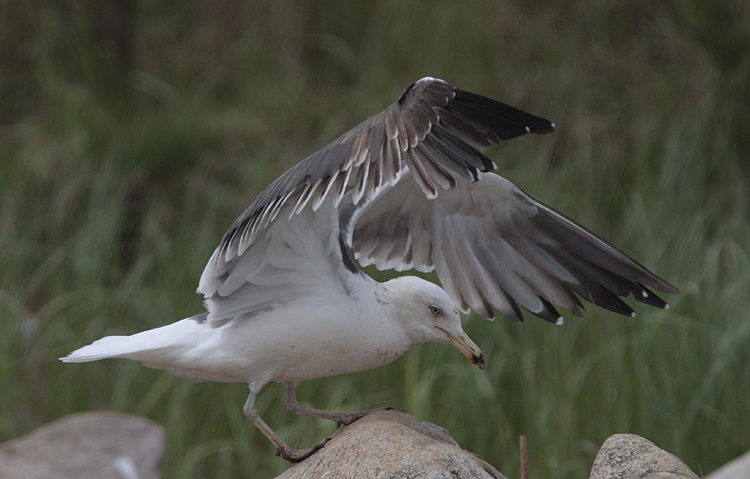 Larus (f.) heuglini