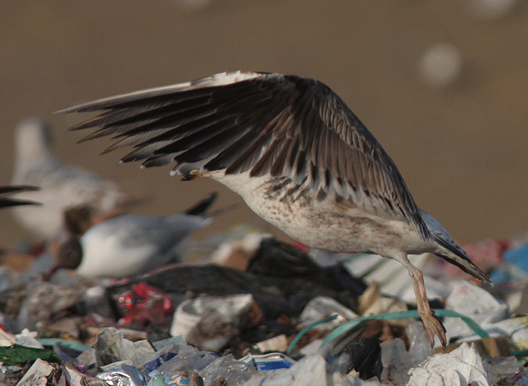 Larus (f.) heuglini
