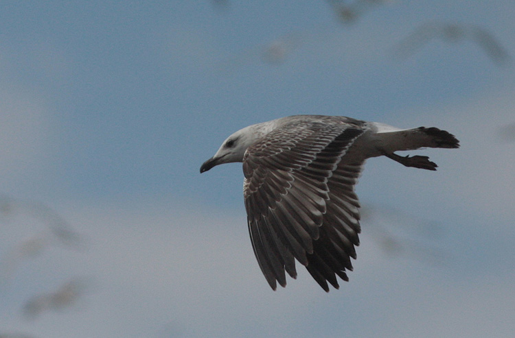 Larus (f.) heuglini