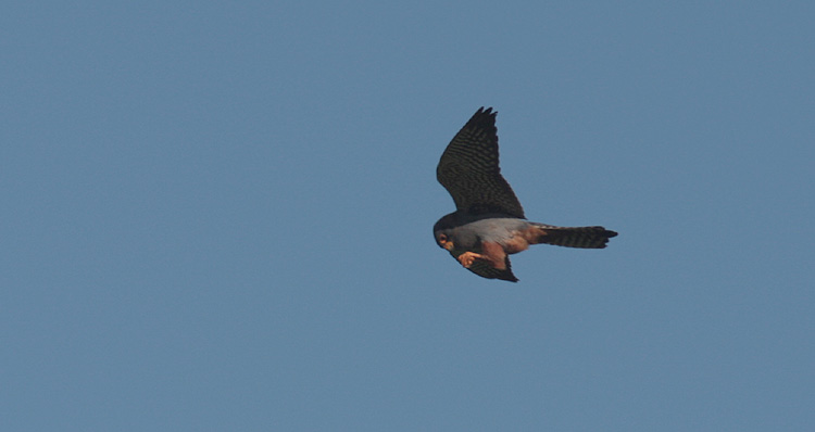 Falco vespertinus