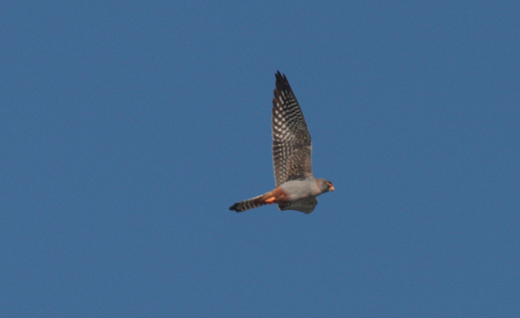 Falco vespertinus