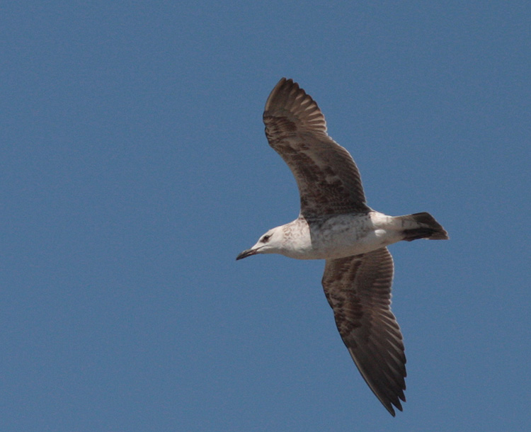 Larus fuscus