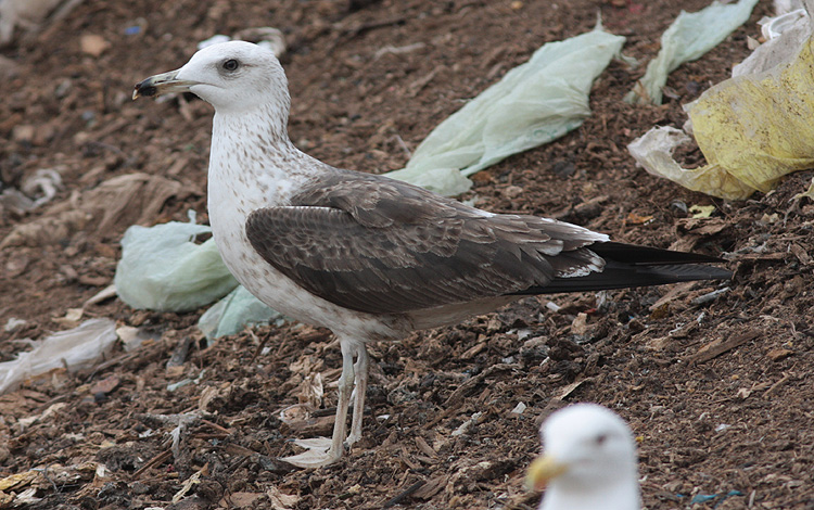 Larus fuscus