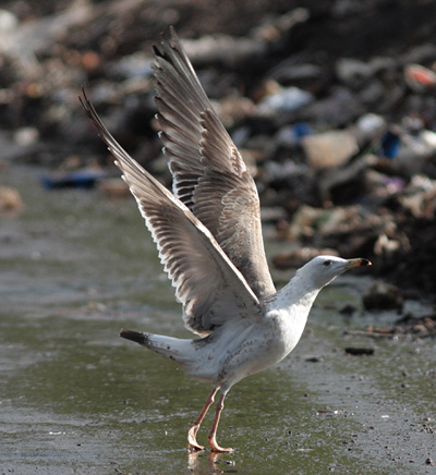 Larus (f.) heuglini
