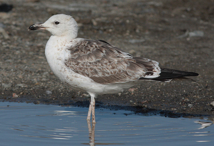 Larus fuscus