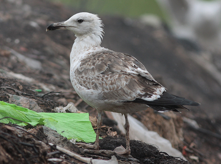 Larus fuscus