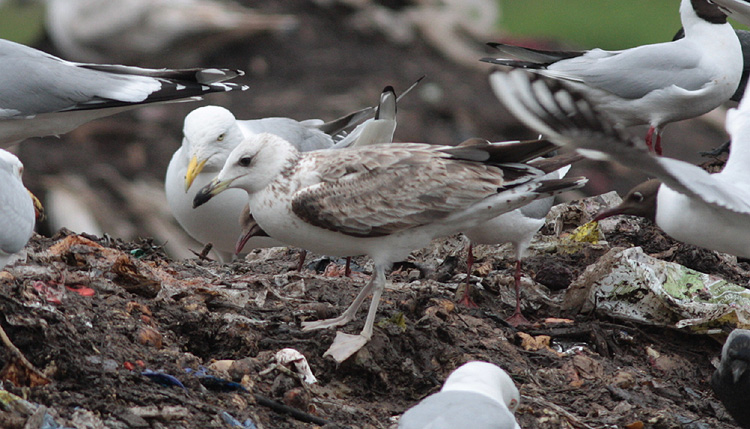 Larus (f.) heuglini