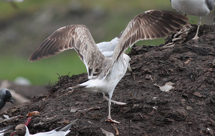 Larus (f.) heuglini