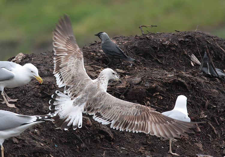 Larus (f.) heuglini