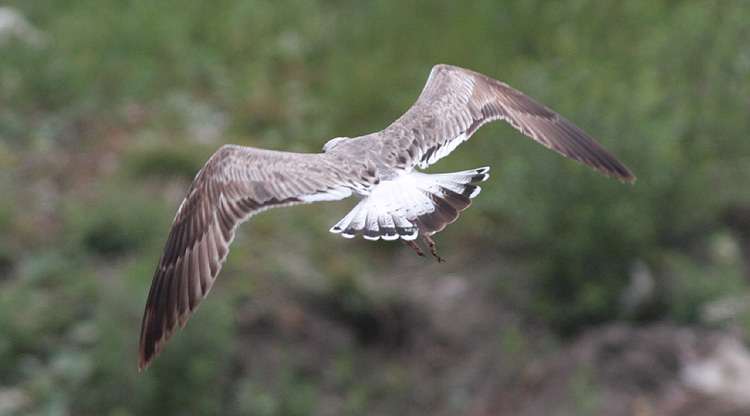 Larus (f.) heuglini