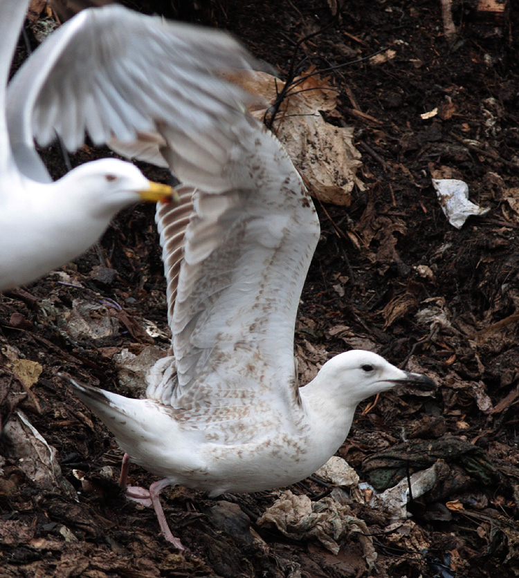 Larus (f.) heuglini