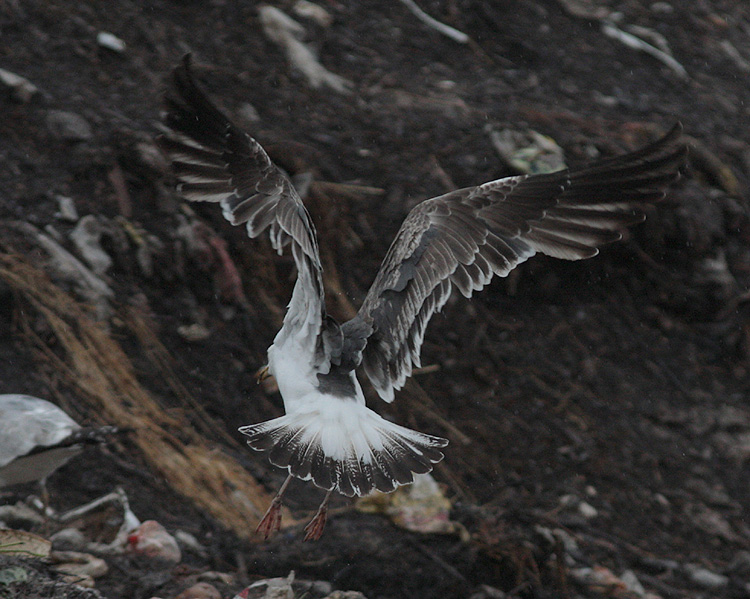 Larus (f.) heuglini