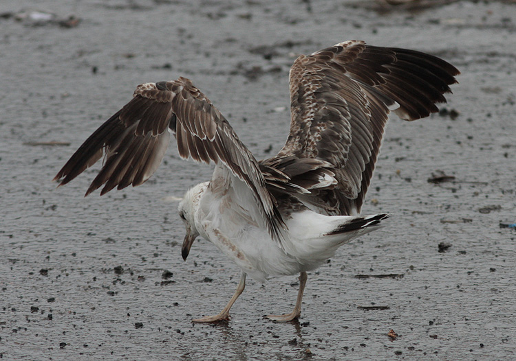 Larus fuscus