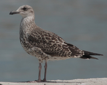 Larus michahellis