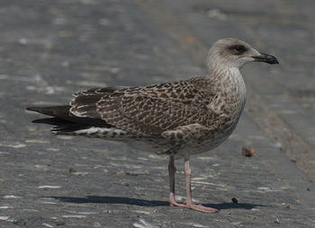 Larus michahellis