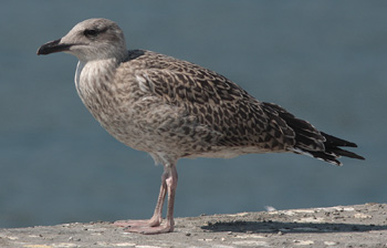 Larus michahellis