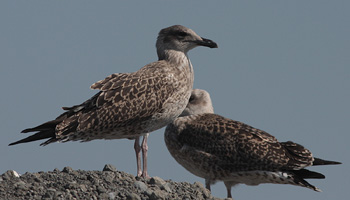 Larus michahellis