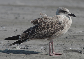 Larus michahellis