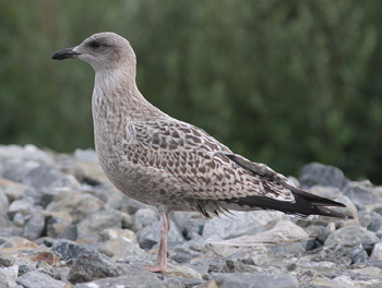 Larus argentatus