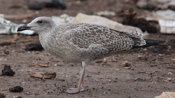 Larus argentatus