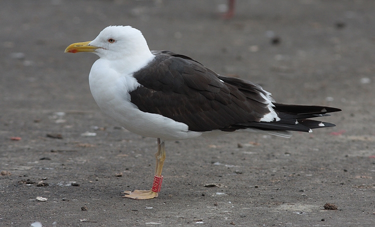 Larus f. fuscus