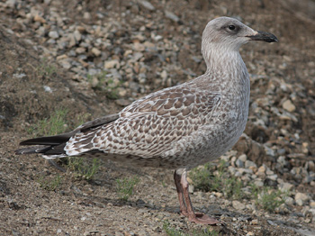 Larus argentatus