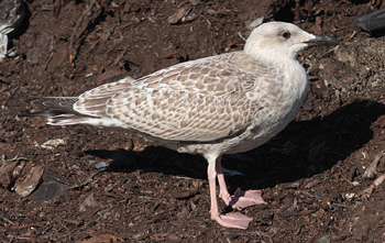Larus argentatus