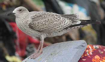 Larus argentatus