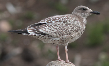Larus argentatus
