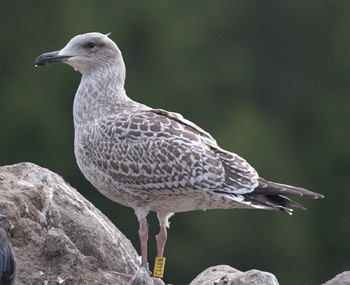Larus argentatus