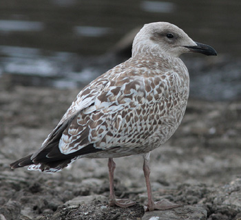 Larus argentatus