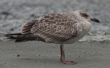 Larus argentatus