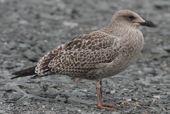 Larus argentatus
