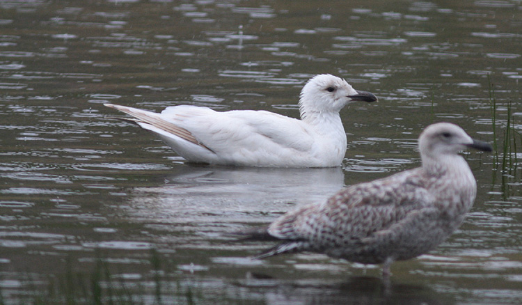 Larus marinus