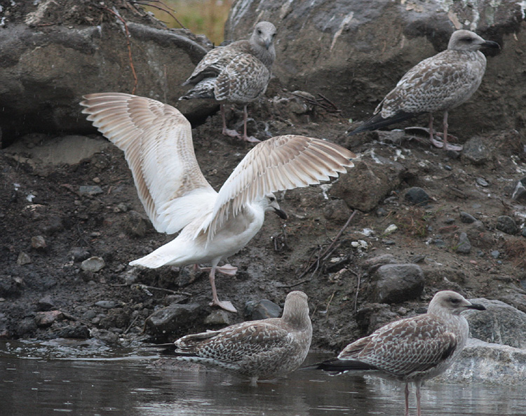 Larus marinus