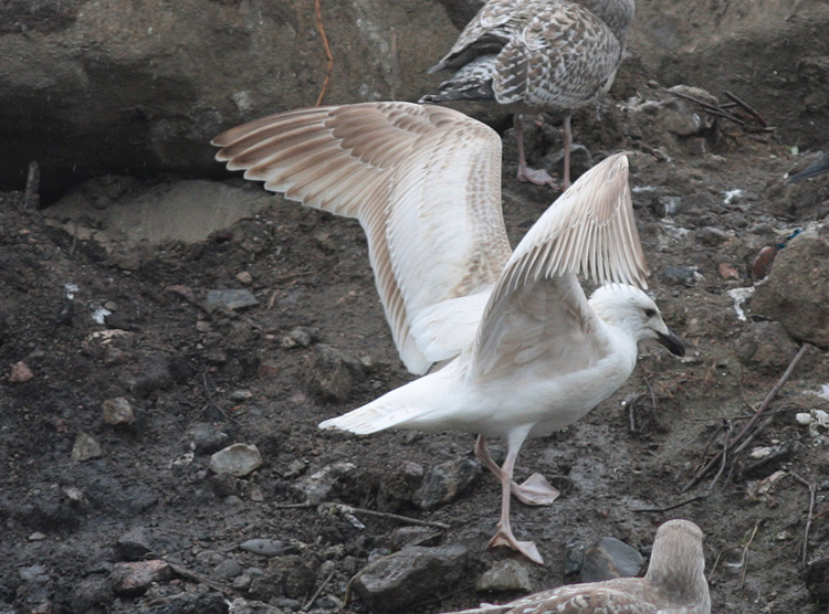 Larus marinus