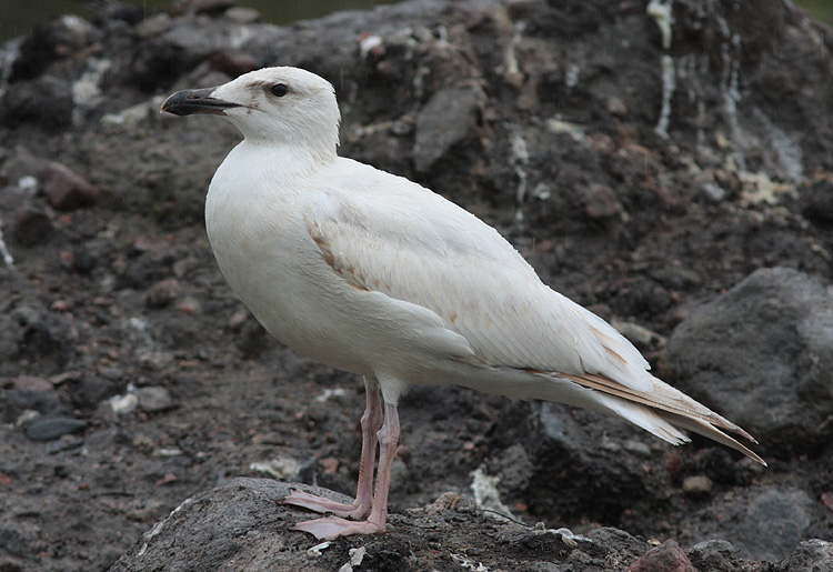 Larus marinus