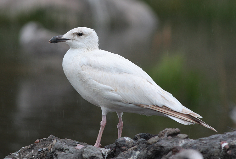 Larus marinus