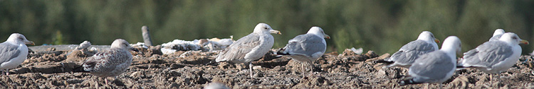 Larus cachinnans