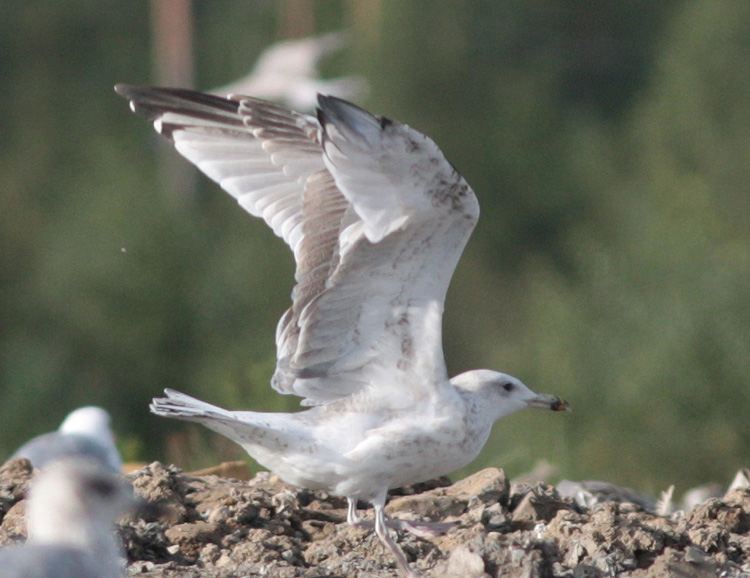 Larus cachinnans
