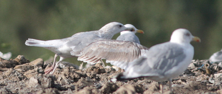 Larus cachinnans