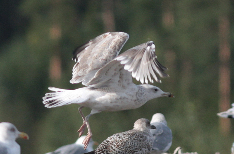 Larus cachinnans
