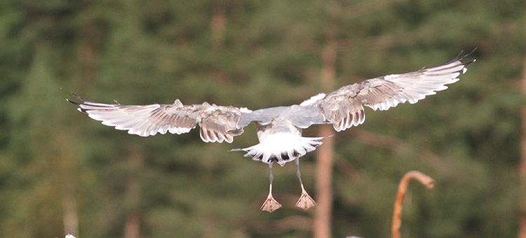 Larus cachinnans