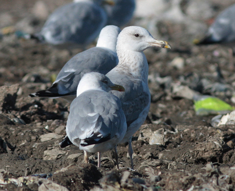 Larus cachinnans