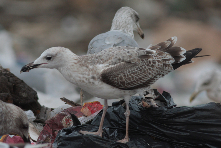 Larus cachinnans